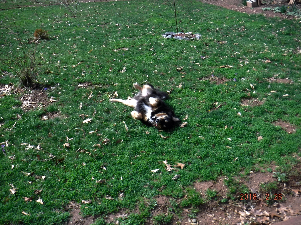 Rocky - February 2018